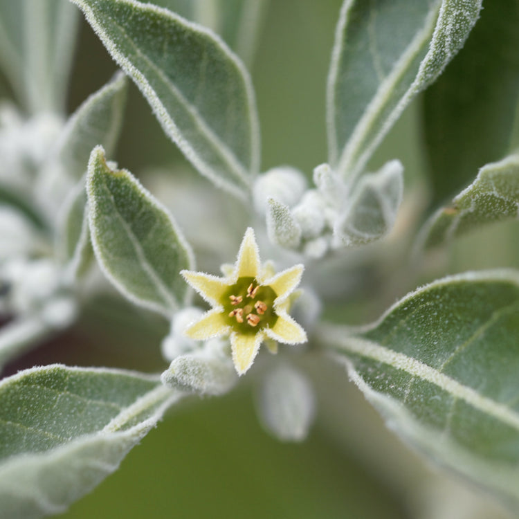 Adaptogene und Heilpflanzen: Ashwagandha