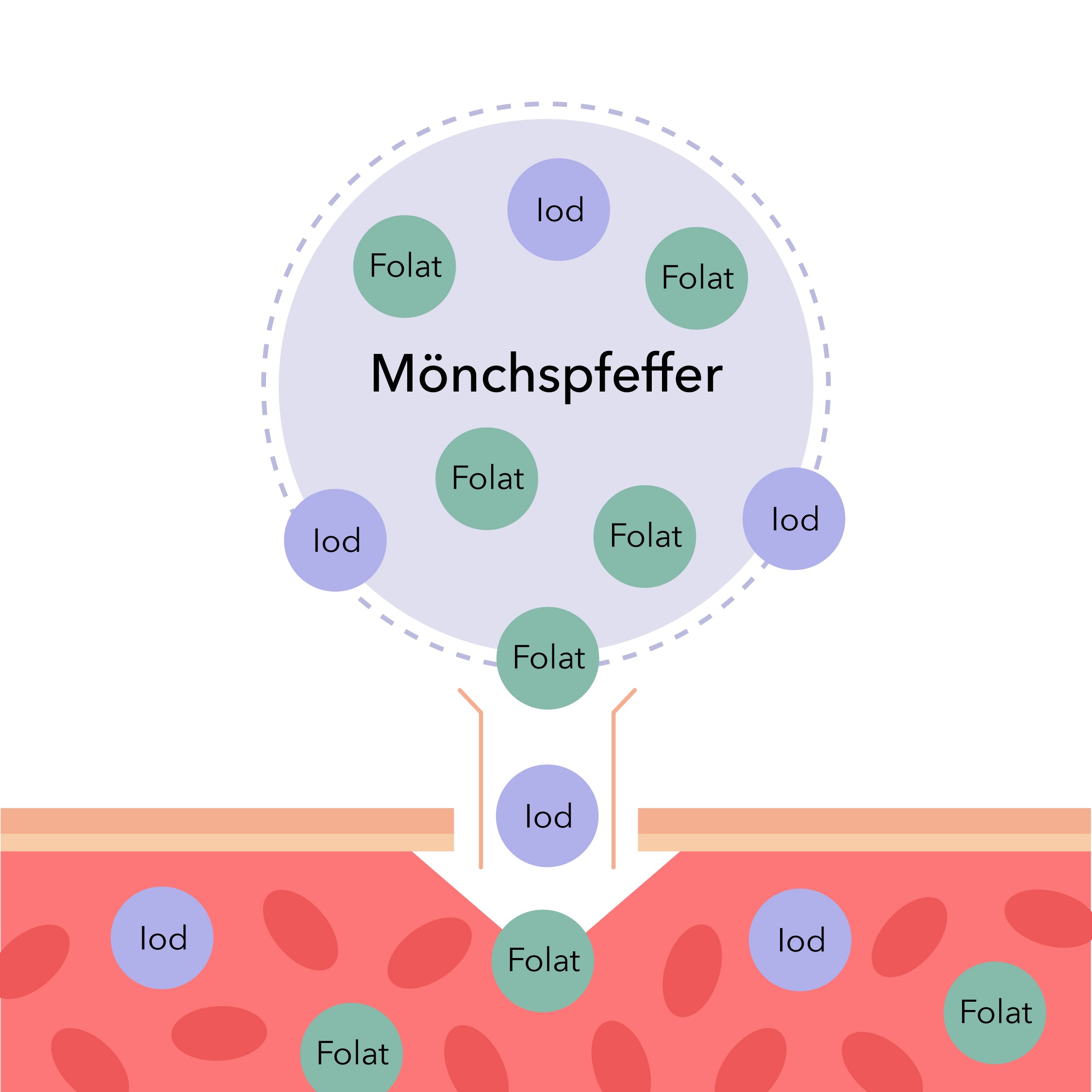 was ist Bioverfügbarkeit?