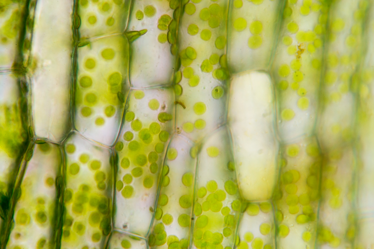 Chlorophyll - das grüne Lebenselixier