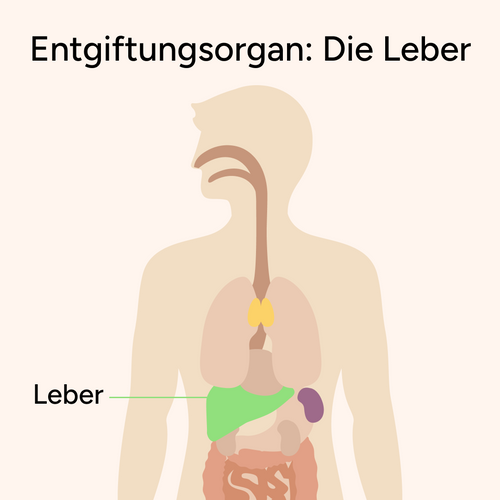 Die Leber: Ein zentrales Organ für Entgiftung und Stoffwechsel