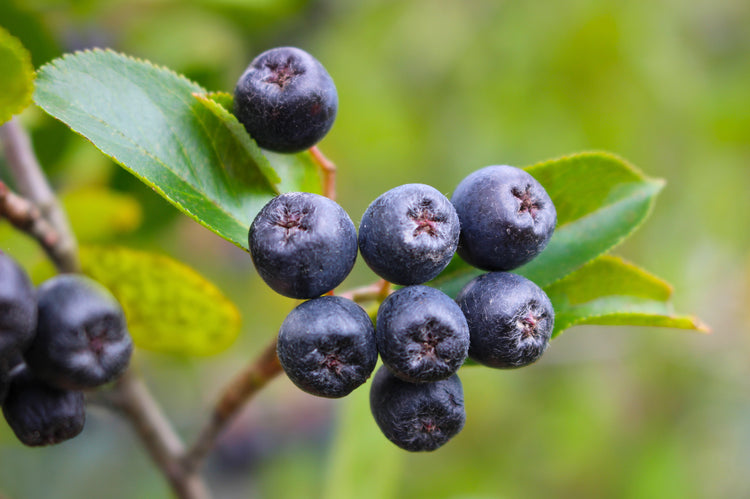 Aronia-Beeren Pflanze, heimische Beere mit heilender Wirkung