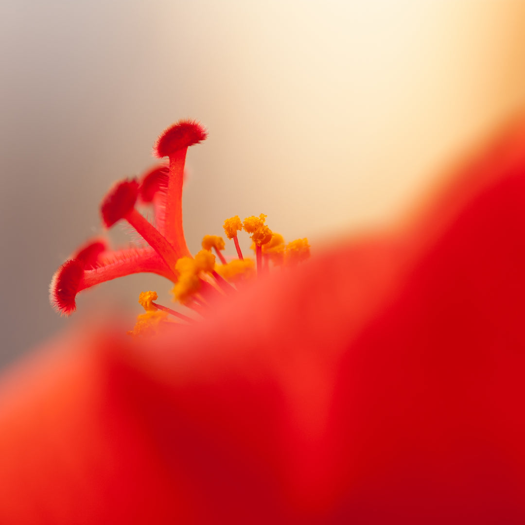 Hibiskus Blüten Tee