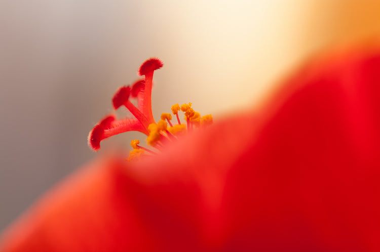 Hibiskus Blüten Tee