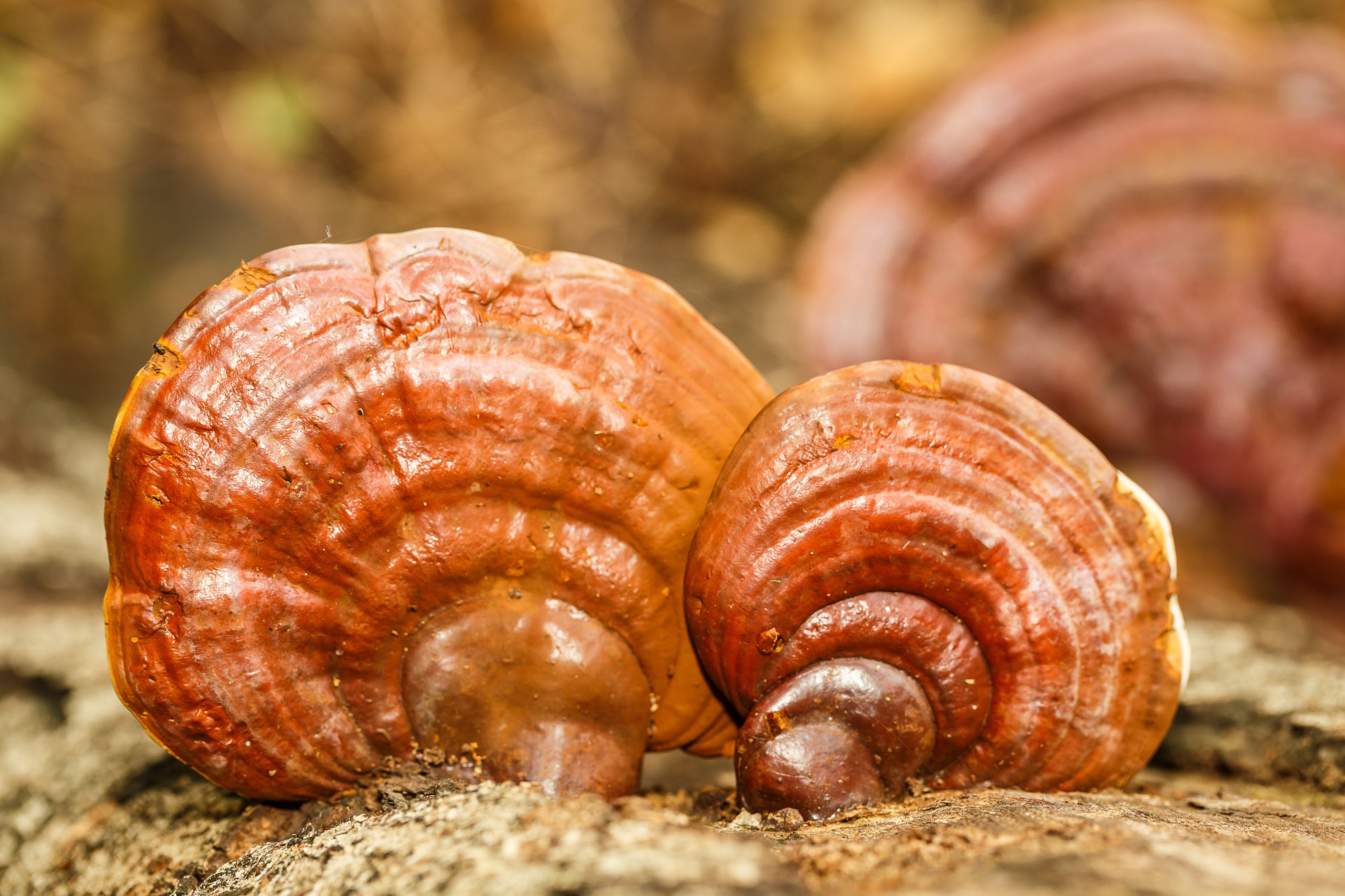Reishi Pilz