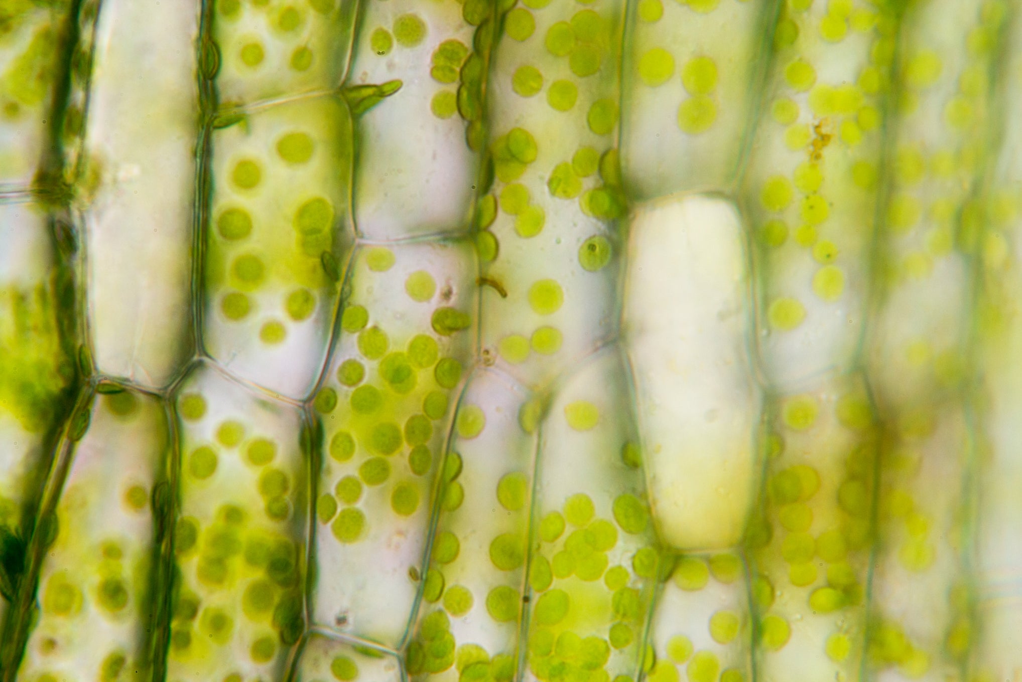 Chlorophyll - das grüne Lebenselixier