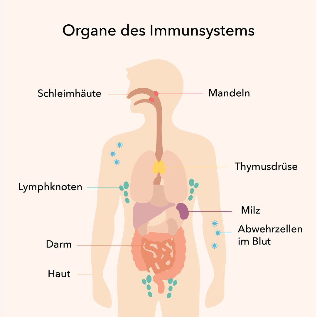 Wie stärke ich mein Immunsystem?