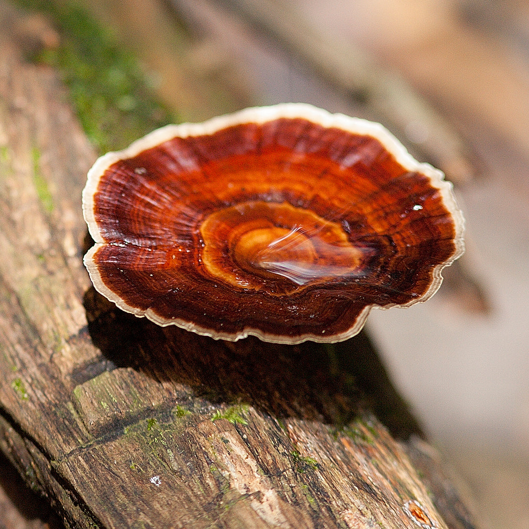 Reishi: Pilz des ewigen Lebens