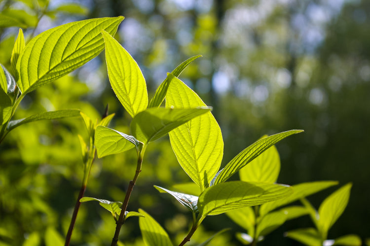 Grüner Tee und seine natürliche heilende Wirkung