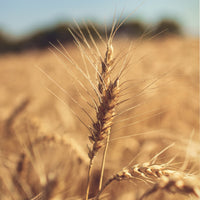 Spermidine from wheat germ extract