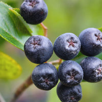 Mono Aronia Beere Strauch