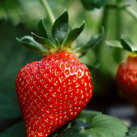 Mono Erdbeer Frucht