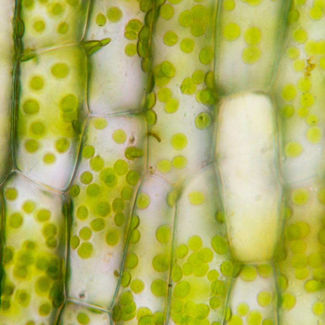 Chlorophyll aus Alfalfa