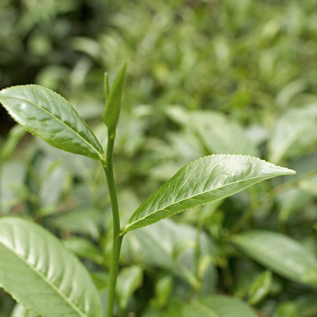 White tea elderflower