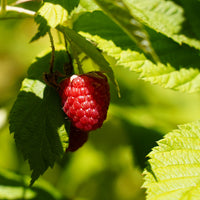 Frucht Chips Himbeere