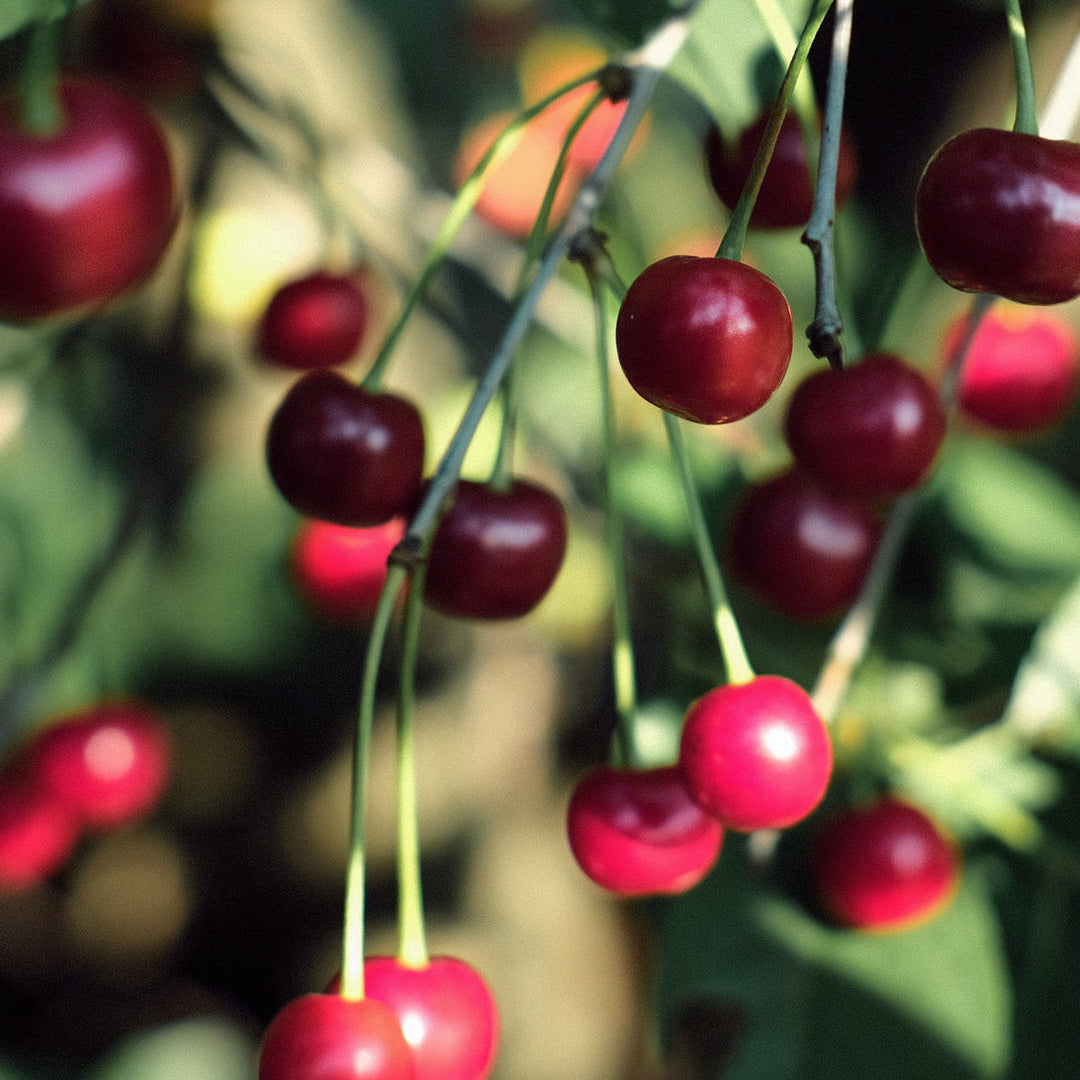 Fruit Chips Sour Cherry