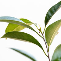 Grüner Tee Pflanze Bio 