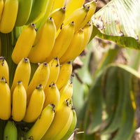 Fruit chips banana