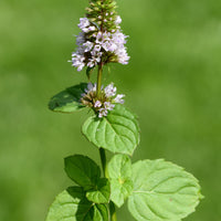 Lemongrass Apple Mint